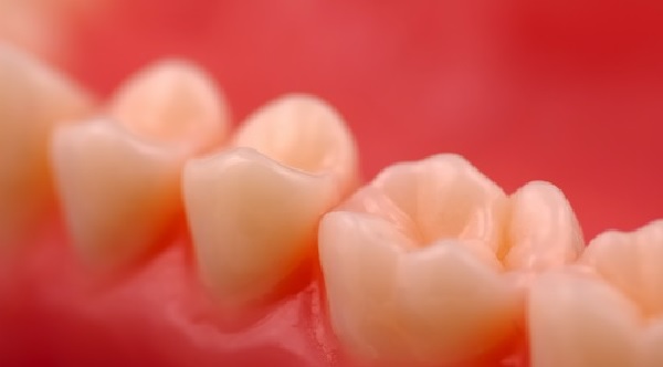 Răng hàm ở người có dạng mặt phẳng, diện tích tiếp xúc lớn